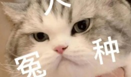 八卦吃瓜娱乐圈评论区,揭秘明星幕后故事，评论区热议不断